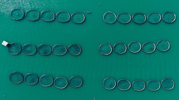 Baraj göllerinde kurulan tesisler, modern üretim teknikleriyle çalışıyor.