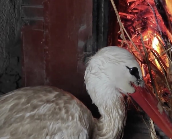 Bu soğuk kış günlerinde sokaktaki canlar için ne yapabiliriz;