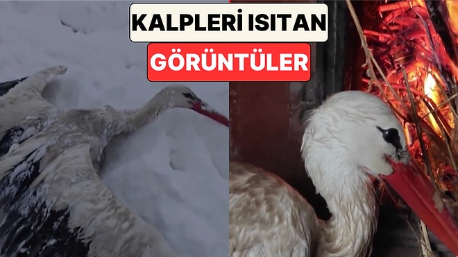 Hakkari'de Bir Vatandaş Yuvasından Düşüp Kanatları Donan Leyleği Evine Götürüp Isınmasını Sağladı