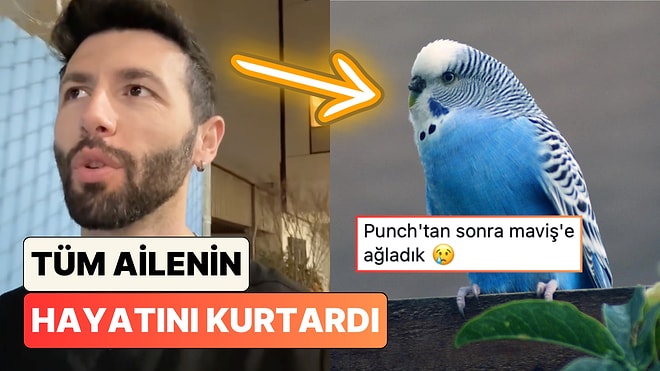 Bir Doktor Evlerindeki Muhabbet Kuşunun Tüm Ailesinin Hayatını Nasıl Kurtardığını Anlattı