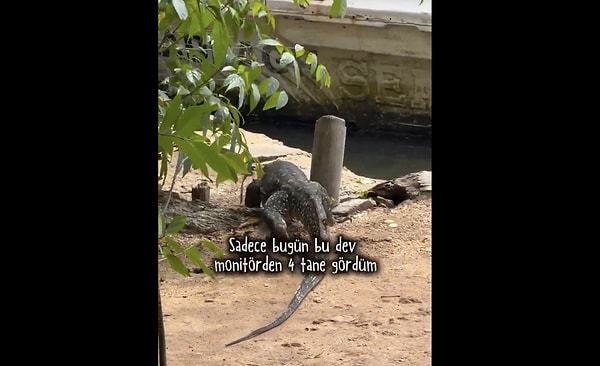 Peki Sri Lanka'da neden bu kadar hayvan çeşitliliği var?