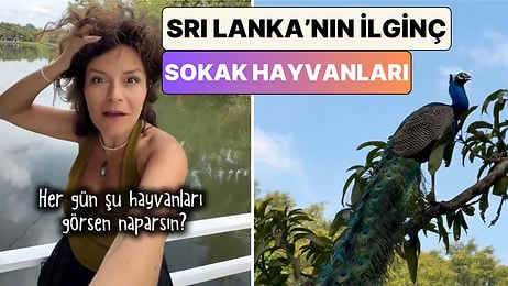 Piton'dan Tavus Kuşuna: Sri Lanka'yı Gezen Bir Türk Ülkenin İlginç "Sokak Hayvanlarını" Paylaştı