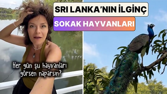 Piton'dan Tavus Kuşuna: Sri Lanka'yı Gezen Bir Türk Ülkenin İlginç "Sokak Hayvanlarını" Paylaştı