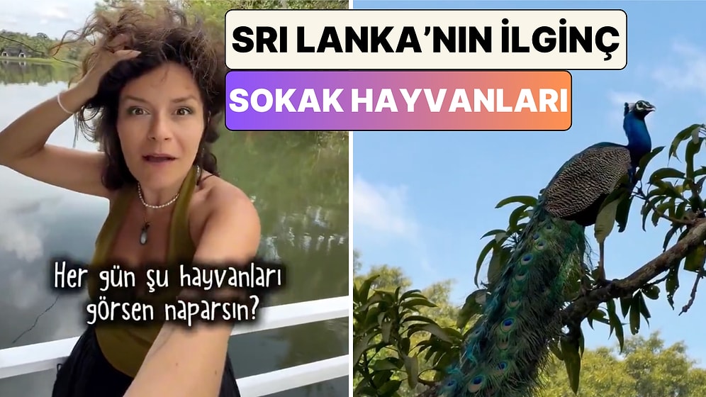 Piton'dan Tavus Kuşuna: Sri Lanka'yı Gezen Bir Türk Ülkenin İlginç "Sokak Hayvanlarını" Paylaştı