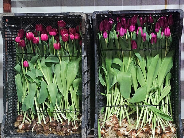 Topraksız ve ilaçsız çiçek üretiliyor: "Türkiye'de Başka Bir Örneği Yok"