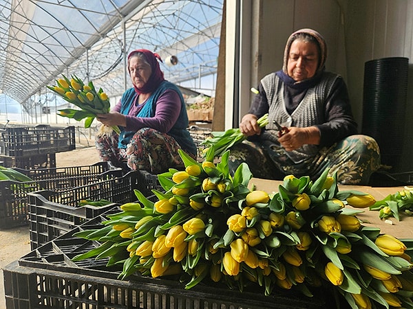 "Sarı Laleler" şarkısı satışları katladı.
