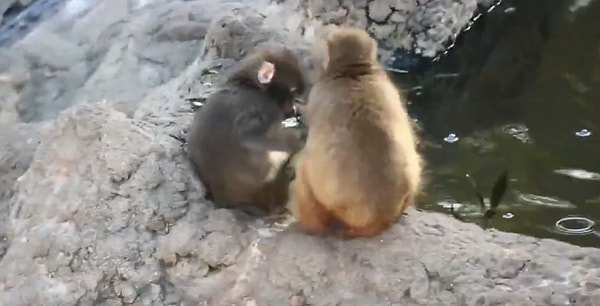 Maymun Punch'ın artık bir arkadaşı var.