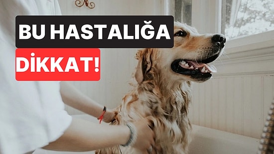 Veterinerden Köpek Sahiplerine Kritik Uyarı: Bu Belirti Hayat Kurtarabilir