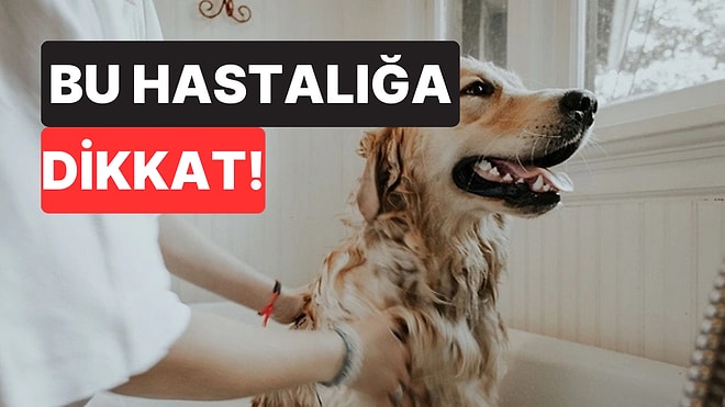 Veterinerden Köpek Sahiplerine Kritik Uyarı: Bu Belirti Hayat Kurtarabilir