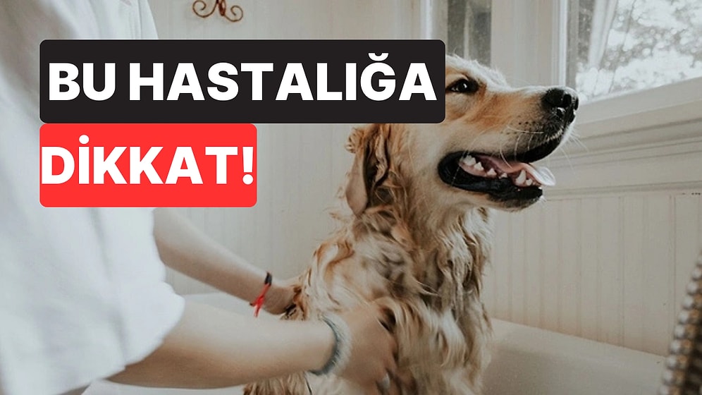 Veterinerden Köpek Sahiplerine Kritik Uyarı: Bu Belirti Hayat Kurtarabilir
