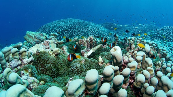Göz alabildiğine uzanan mercan çayırı...