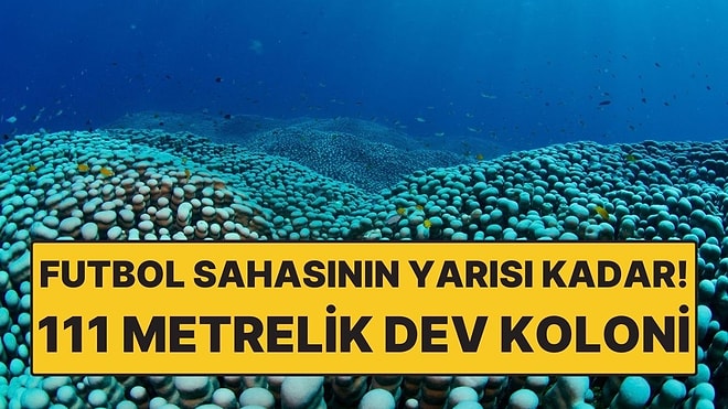 Denizin Altında Dev Keşif: 111 Metrelik Dev Koloni Bilim Dünyasını Şaşırttı