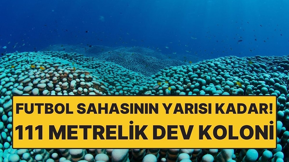 Denizin Altında Dev Keşif: 111 Metrelik Dev Koloni Bilim Dünyasını Şaşırttı