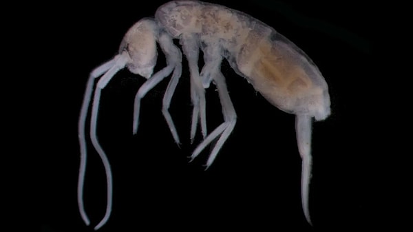 Bilim insanları, yaşamın sınırlarını yeniden tanımlayabilecek dikkat çekici bir keşfe imza attı.