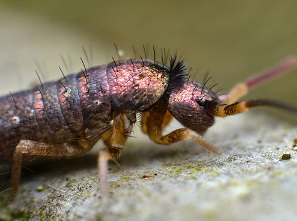Bu küçük eklem bacaklı, milyonlarca yıl boyunca karanlık ortama adapte olmuş durumda.