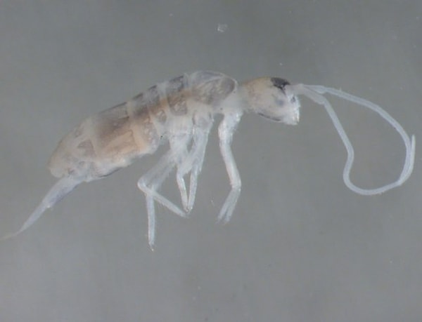 Derin mağara canlılarının çoğu, ışığın tamamen yokluğunda pigmentlerini kaybederek saydam ya da soluk bir görünüm kazanır.