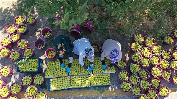 The gold value of the Aegean is under protection.