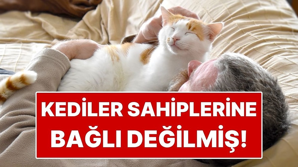Bilime Göre Kediler Sahiplerine Sanıldığı Kadar Bağlı Değil
