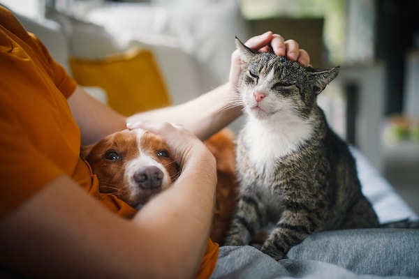 Experts assert that cats do not establish a "dependent bond" with their owners.