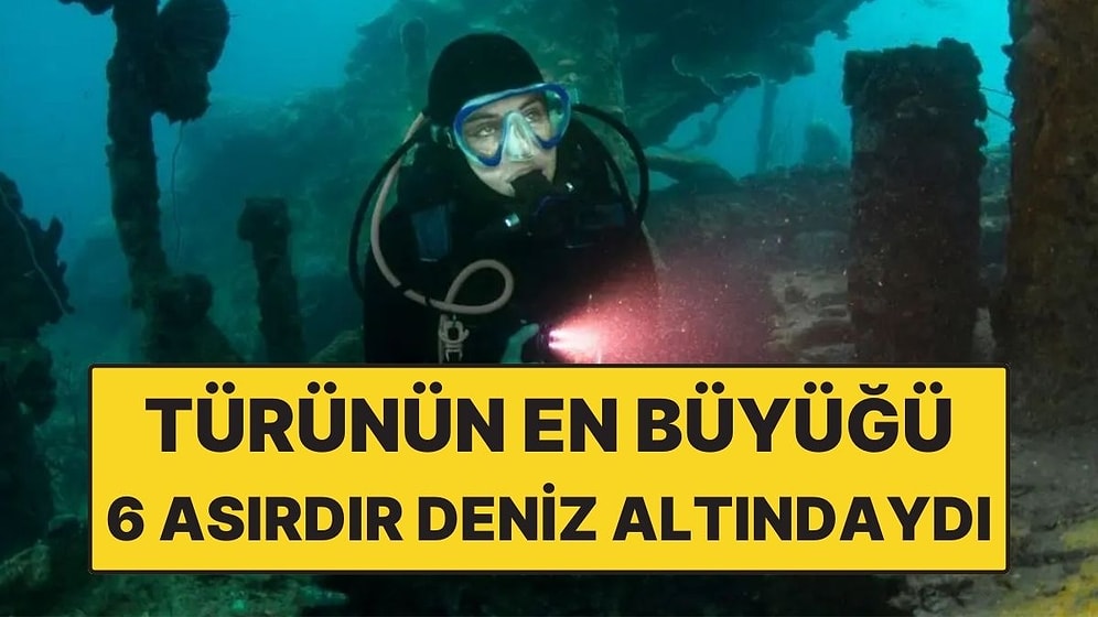 600 Yıl Sonra Kumların Altındaki Dev Ortaya Çıktı! Türünün En Büyüğü