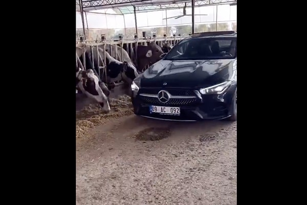 Peki gerçekten hayvancılık yaparak lüks bir hayat yaşamak için ne kadar hayvana sahip olmak gerekiyor?