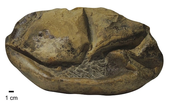 What they thought was a 68-million-year-old rock turned out to be the egg of a giant reptile.