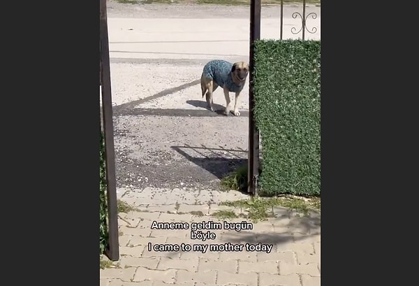 Dışarıdaki dostlarımız için kış ayları gerçekten zorlu geçebiliyor. Küçük dokunuşlarla onların kışı rahat bir biçimde geçirmelerini sağlamamız mümkün.