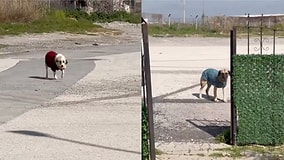 Heartwarming Acts of Kindness: Compassionate Citizens Knit Sweaters for Neighborhood Dogs During Cold Spells