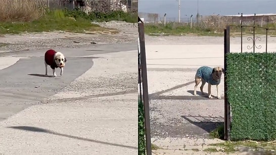 Heartwarming Acts of Kindness: Compassionate Citizens Knit Sweaters for Neighborhood Dogs During Cold Spells