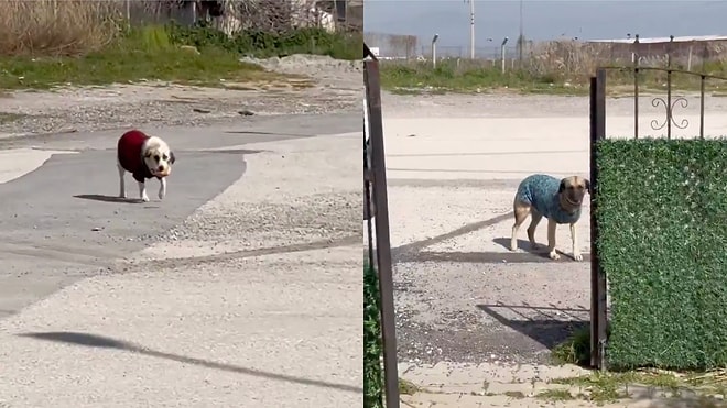 Heartwarming Acts of Kindness: Compassionate Citizens Knit Sweaters for Neighborhood Dogs During Cold Spells