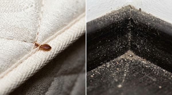 Birçok kişi sabah uyandığında vücudunda gördüğü kırmızı noktaları hemen evdeki kedi veya köpeğin üzerindeki pirelere bağlasa da, aslında durum çok daha karmaşık olabilir.