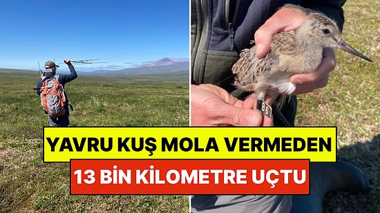 13 Bin Kilometre Boyunca Hiç Mola Vermeden İki Kıta Arasında Uçtu: Dünya Rekoru Kırdı