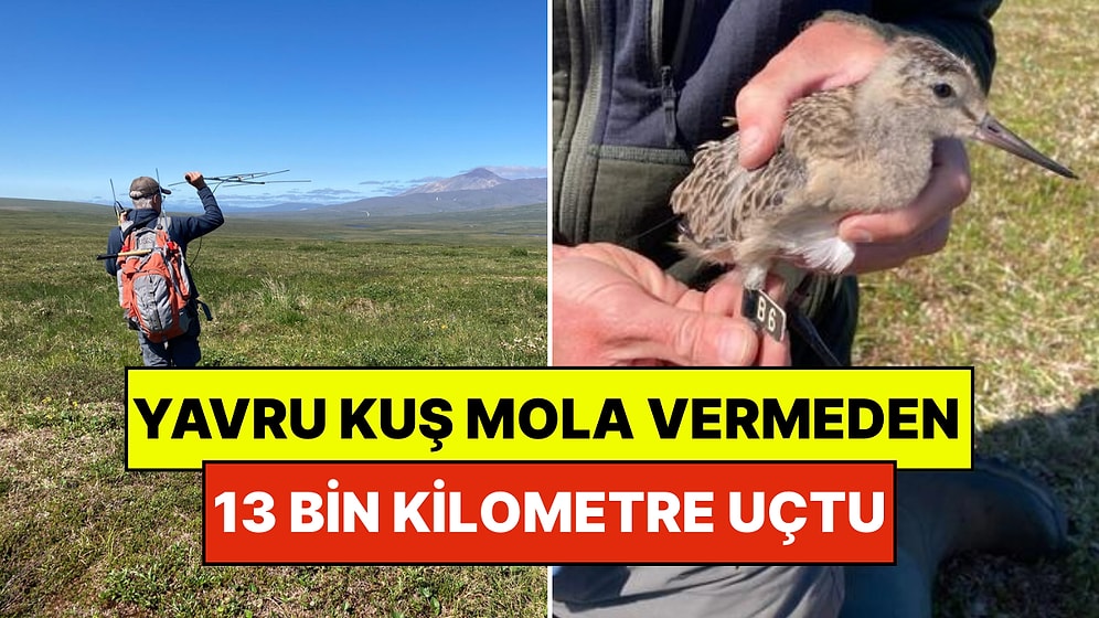 13 Bin Kilometre Boyunca Hiç Mola Vermeden İki Kıta Arasında Uçtu: Dünya Rekoru Kırdı