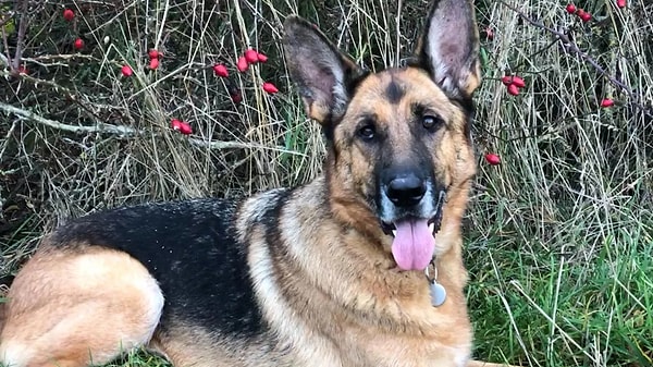 Köpeği Inca sayesinde Ferguson yeni bir hayata başladı.