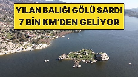 7 Bin Kilometreden Gelen Yılan Balığı Bafa Gölü’nde Bolluğa Neden Oldu