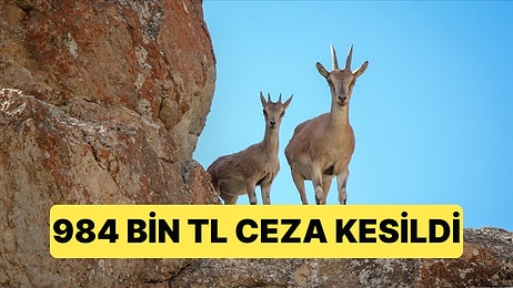 Niğde'de Yaban Keçisi Avlayan Kişiye 984 Bin TL Para Cezası Kesildi