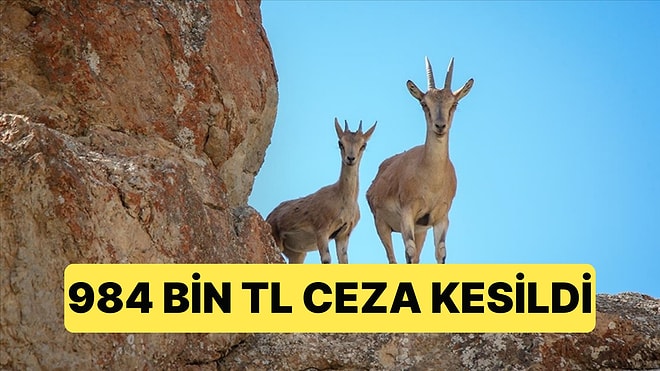 Niğde'de Yaban Keçisi Avlayan Kişiye 984 Bin TL Para Cezası Kesildi