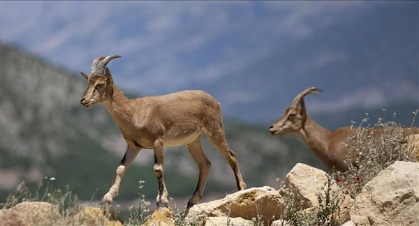 Yaban keçilerini avlamak neden yasak?