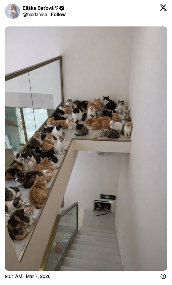 Evdeki kedilerin favorisi olacağından şüphemiz yok.