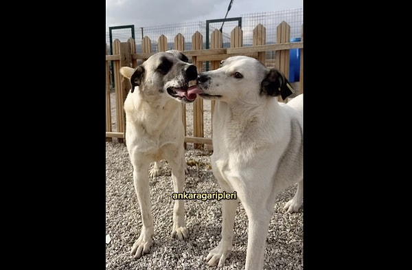 Peki bu köpeklerin problemi ne?
