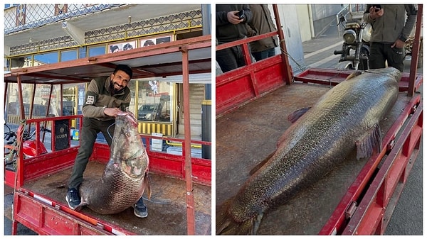 Fırat Nehri'nde balıkçı ağına 100 kiloluk dev turna balığı takıldı.