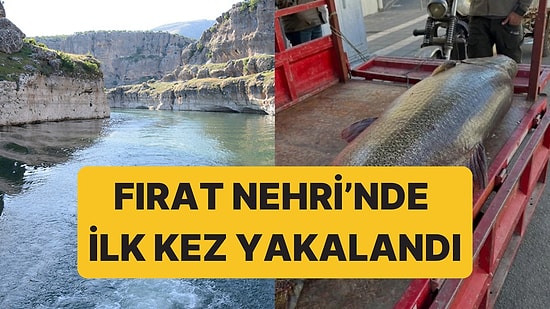 Fırat Nehri'nde İlk Kez 100 Kiloluk Bir Turna Balığı Yakalandı