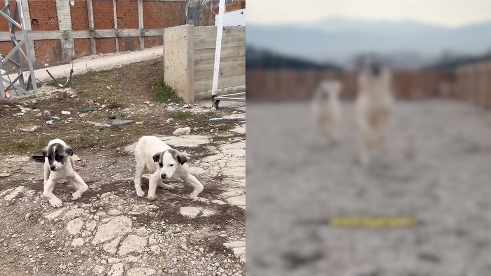 The Miracle of Love: Watch These Two Dogs With Physical Anomalies Transform Into Happy, Healthy Pups Forever!