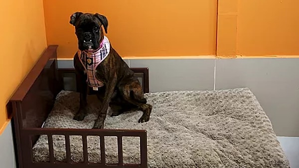 Yanında götürmek isteyenler için de birçok zorluk var.