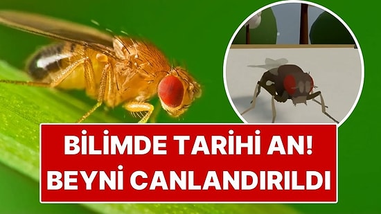Bilimde Tarihi An: Bir Canlının Beyni İlk Kez Bilgisayarda Canlandırıldı