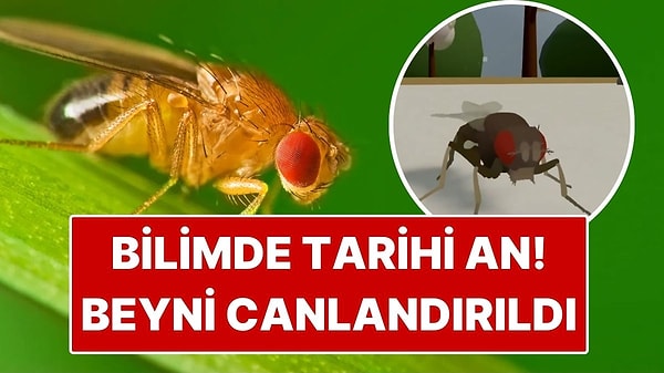 Bilimde Tarihi An: Bir Canlının Beyni İlk Kez Bilgisayarda Canlandırıldı
