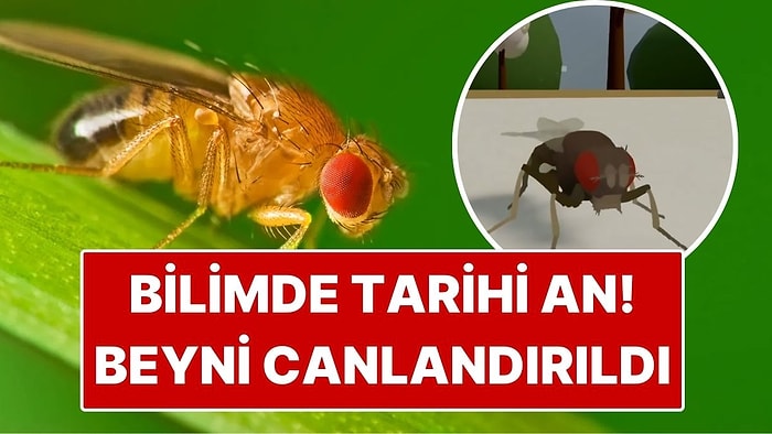 Bilimde Tarihi An: Bir Canlının Beyni İlk Kez Bilgisayarda Canlandırıldı