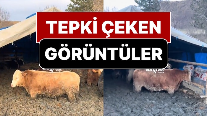 Hayvanları Çamura Saplayıp Kilo Aldırıyorlarmış! Tarım Bakanlığı’ndan Açıklama