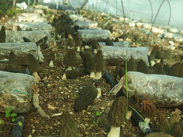 Teknolojik altyapı üretim sürecini önemli ölçüde etkiliyor.