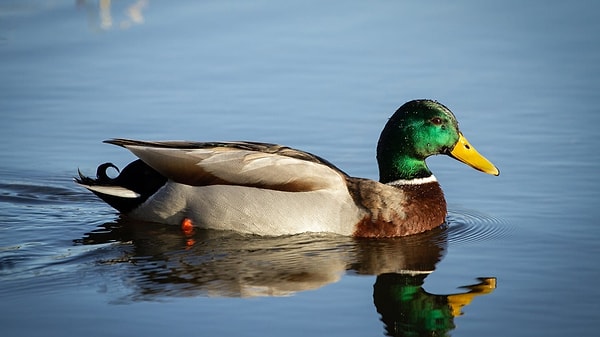 Hunan’da kesim sırasında fark edilen altın parçacıkları herkesi şaşırttı.
